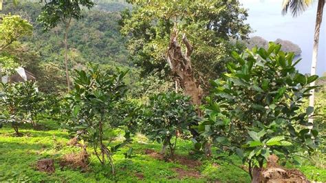 coffee farm in batangas